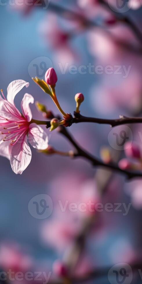 Cherry blossom branches display delicate pink flowers under a clear blue sky during springtime in a tranquil garden photo