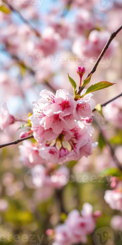 Cherry blossoms bloom vibrantly in a sunny park during early spring in a serene garden setting photo