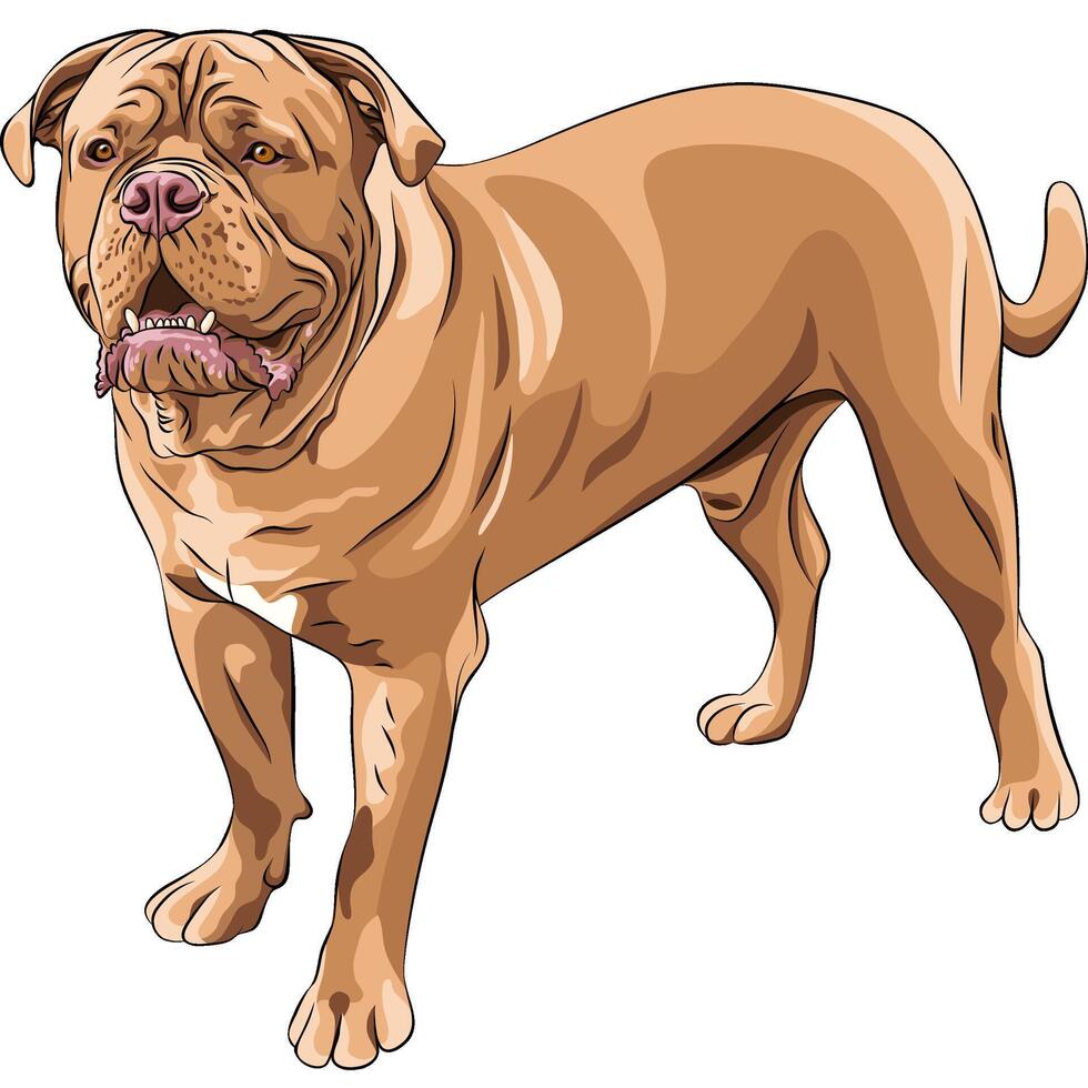 dog breed French Mastiff vector
