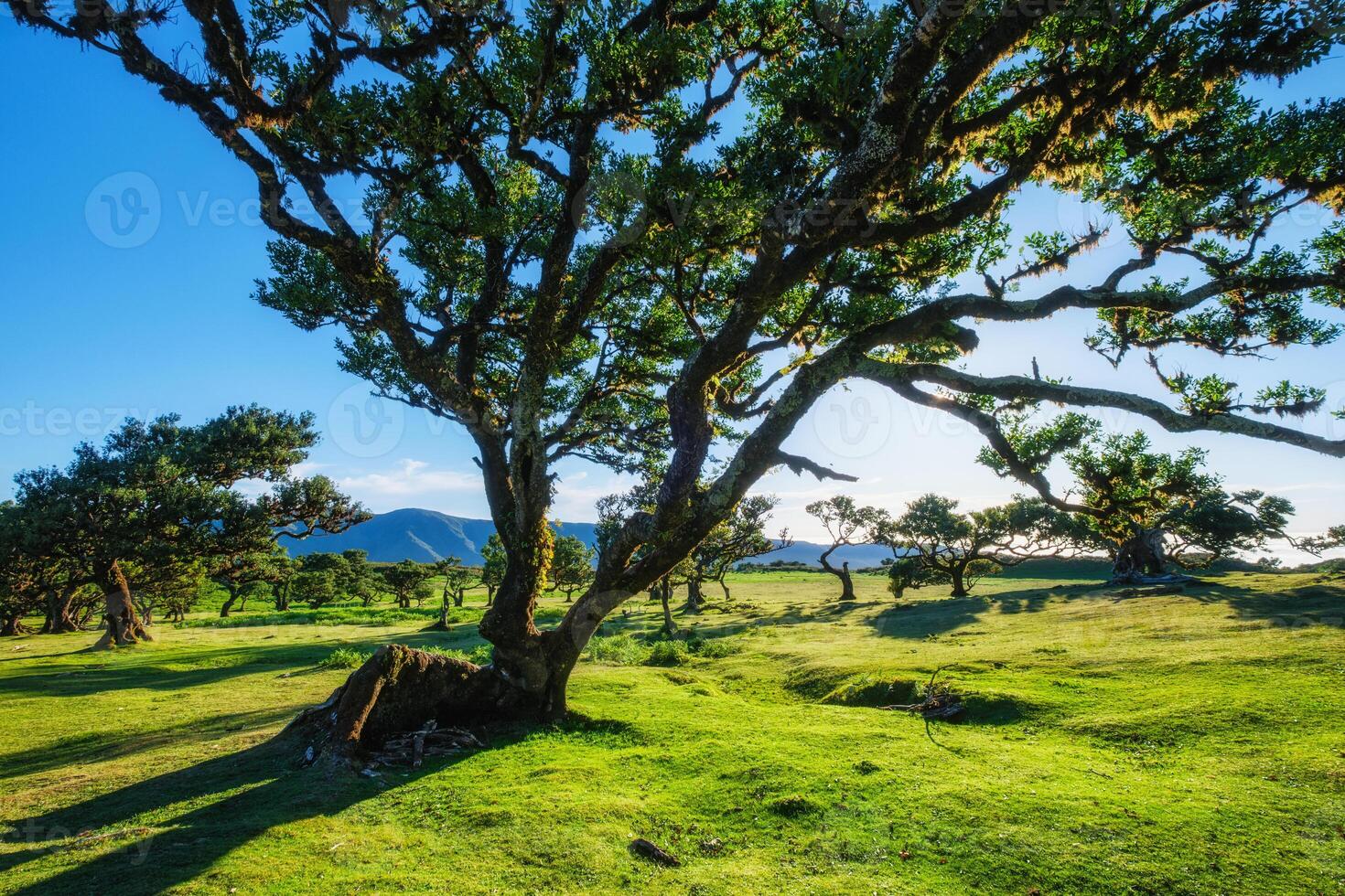 Fanal forest trees on Madeira island, Portugal photo