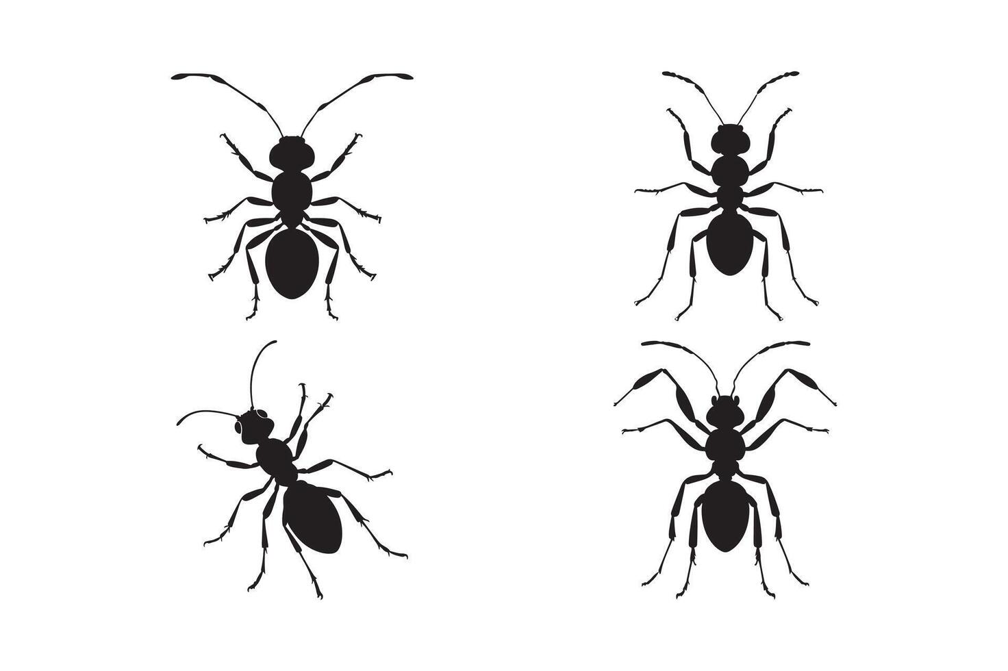 Set of Four Detailed Ant Silhouettes for Insect Art Design vector