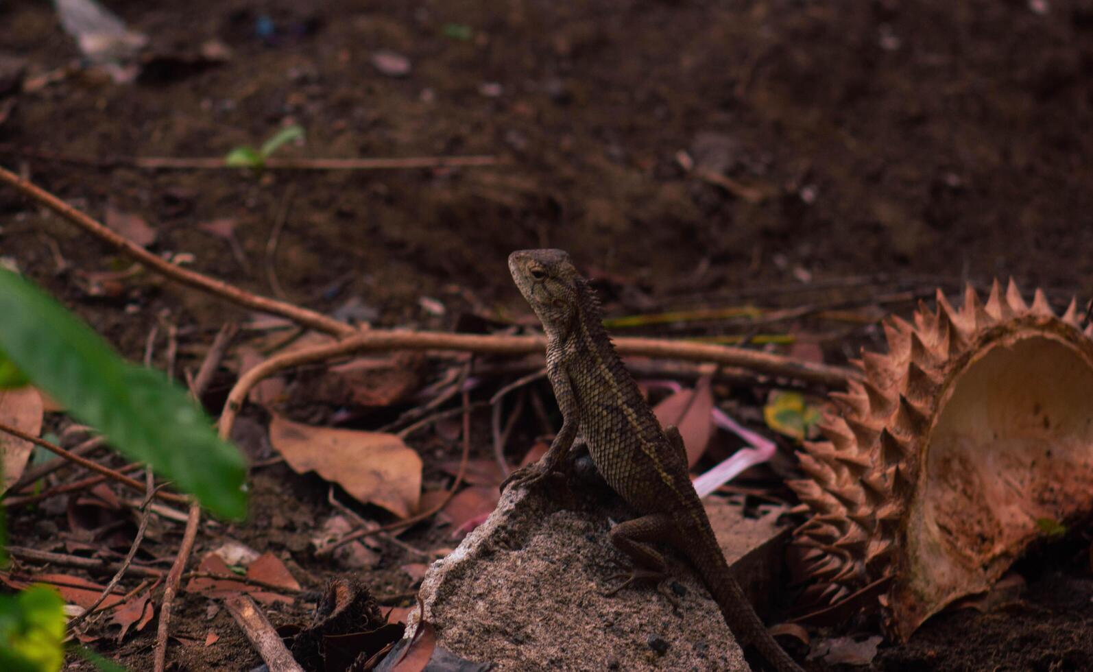 chameleons or wild calotes. Invasive animals that live and thrive in Indonesia. a genus of lizards in the draconine clade of the family Agamidae. photo