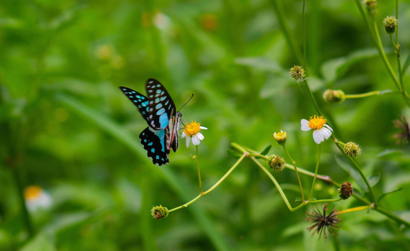 defocus on the beautiful Graphium doson butterfly photo