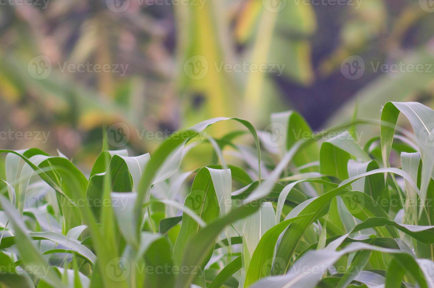 view of corn leaves. corn leaf background. corn growing abundantly in the garden. photo