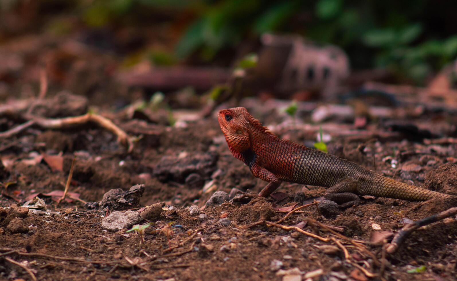 chameleons or wild calotes. Invasive animals that live and thrive in Indonesia. a genus of lizards in the draconine clade of the family Agamidae. photo