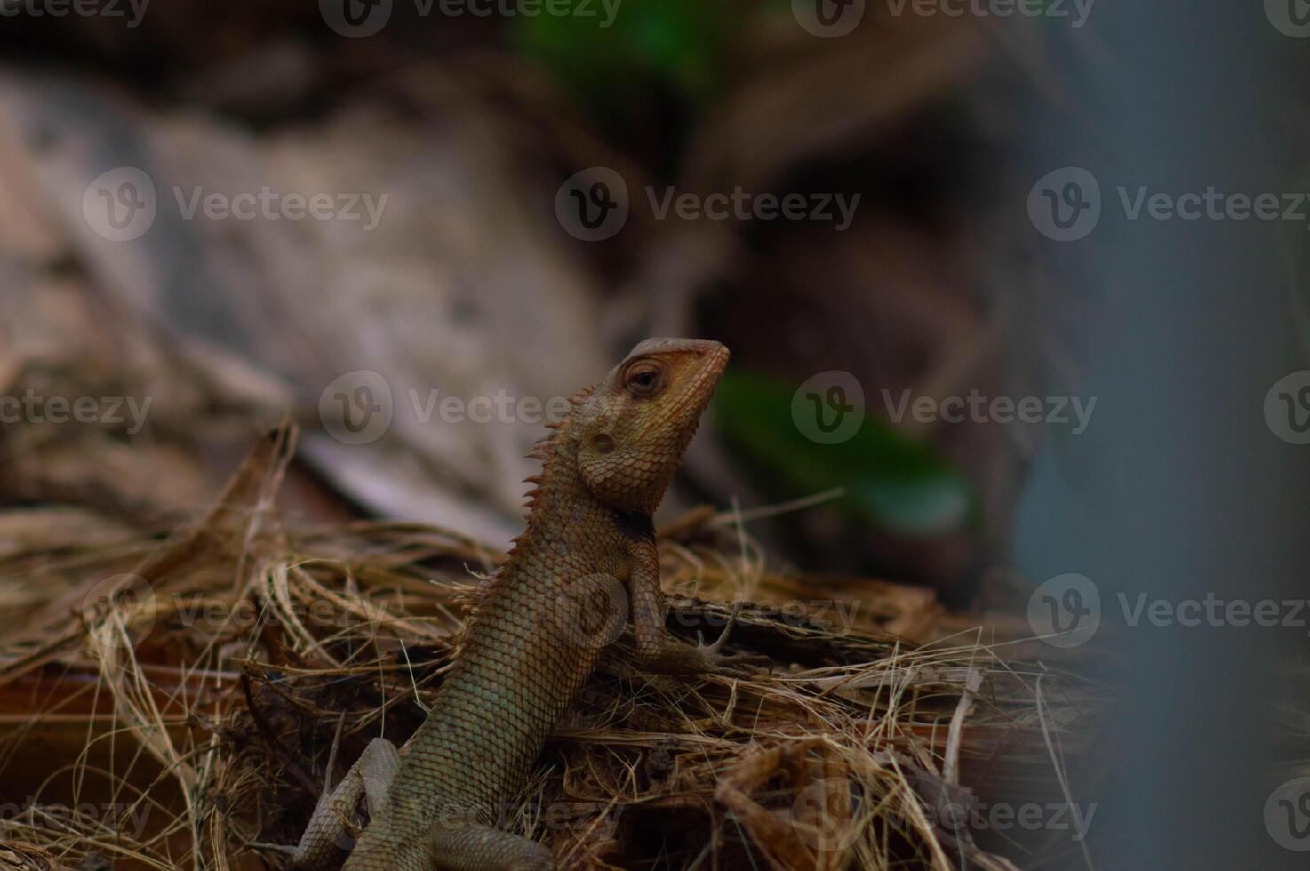 shot on wild calotes. -Calotes is a genus of lizards in the draconine clade of the family Agamidae. The genus contains 29 species. photo