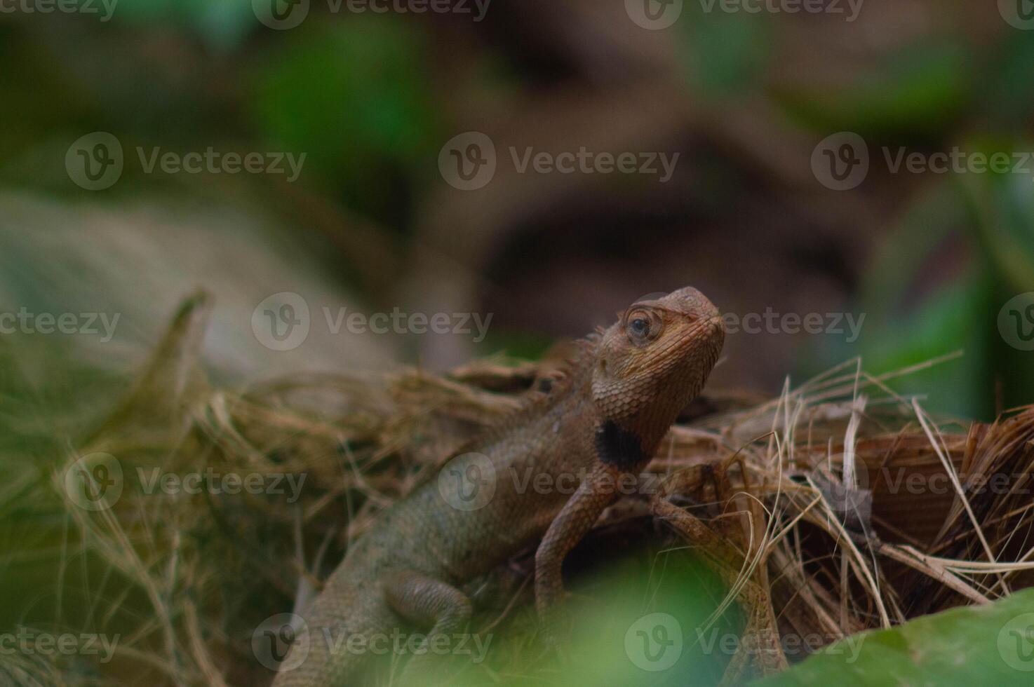 shot on wild calotes. -Calotes is a genus of lizards in the draconine clade of the family Agamidae. The genus contains 29 species. photo