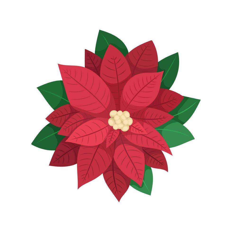 Winter flower Poinsettia or Christmas star illustration with green leaves vector