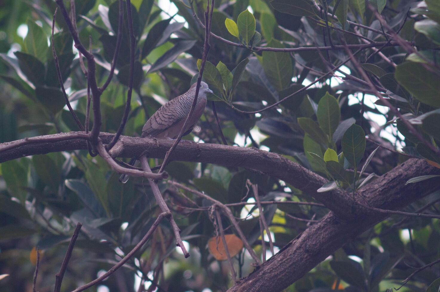 Javanese dove or Geopelia striata perched on a tree photo