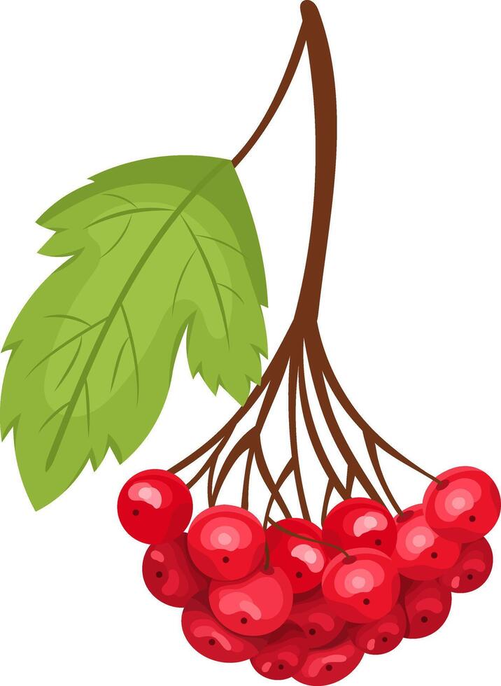 Branch of red viburnum berries with leaves on the branch. cartoon illustration vector