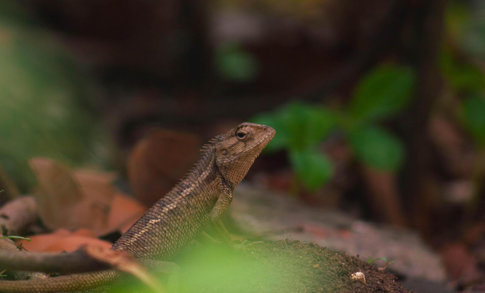 chameleons or wild calotes. Invasive animals that live and thrive in Indonesia. a genus of lizards in the draconine clade of the family Agamidae. photo