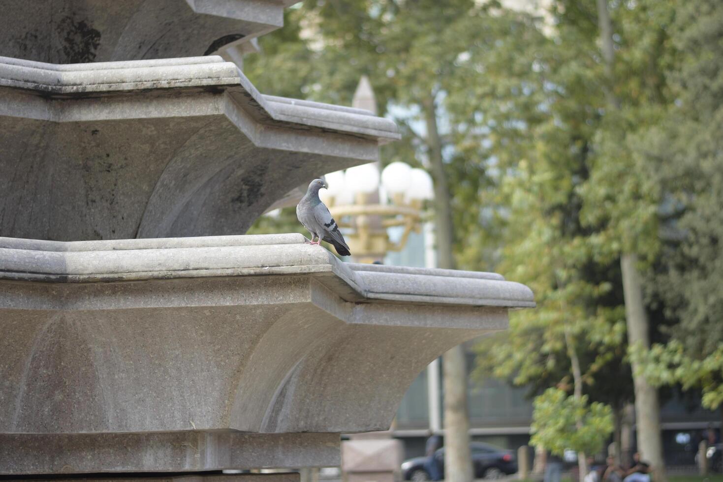 Pigeon on Fountain Edge in Urban Park photo