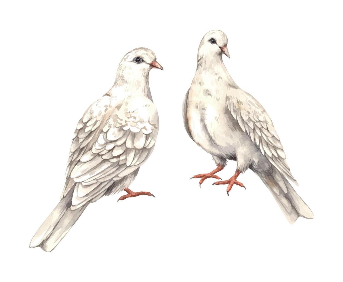 Set of white realistic doves a symbol of peace, purity, love and hope. Watercolor illustrations drawn by hand for books, magazines, holiday decoration birthday, wedding, Valentine Day, cards. vector