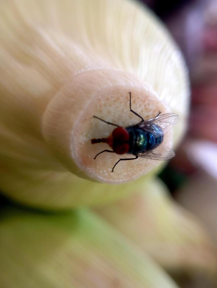 A photo of a green fly landing on the tip of a raw corn cob in the market.