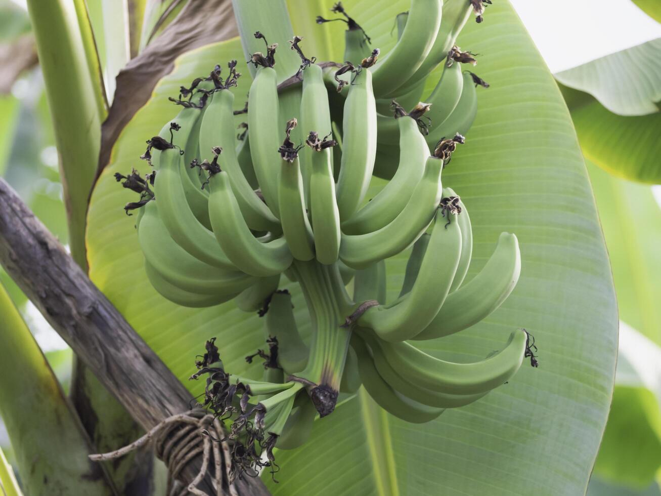 Group of Gros Michel Banana hanging on branch, photo