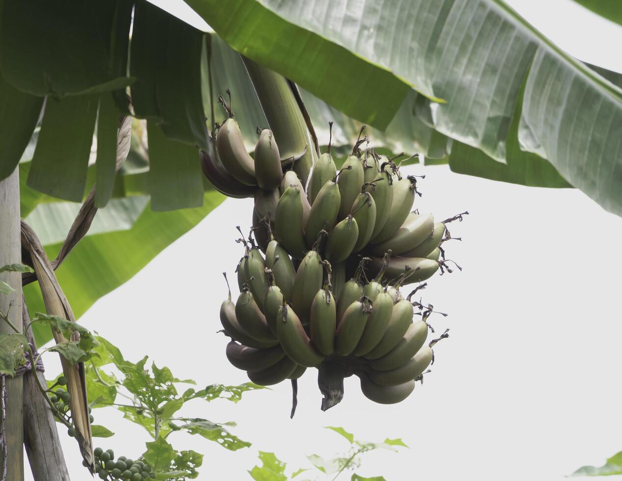 Group of Red Banana hanging on branch, photo