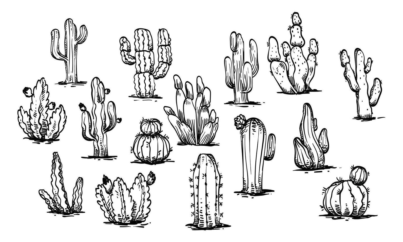 Cactus handdrawn collection vector