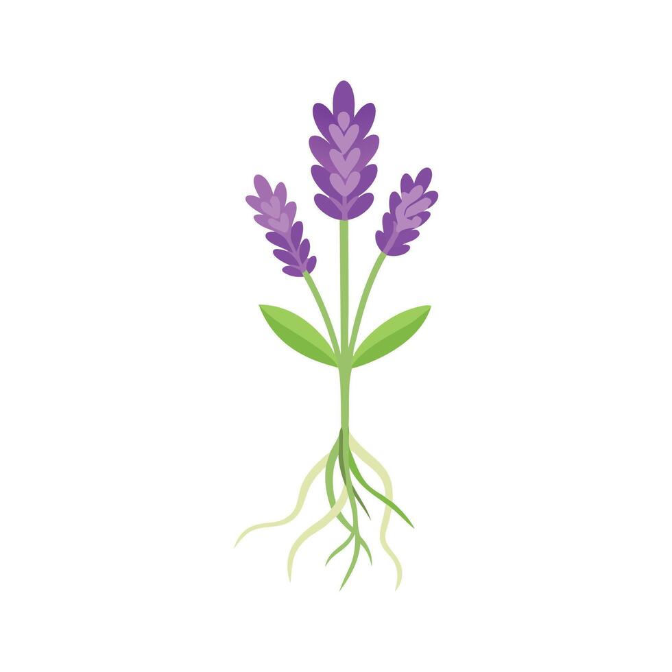 Lavender flower with root isolated flat illustration on white background vector