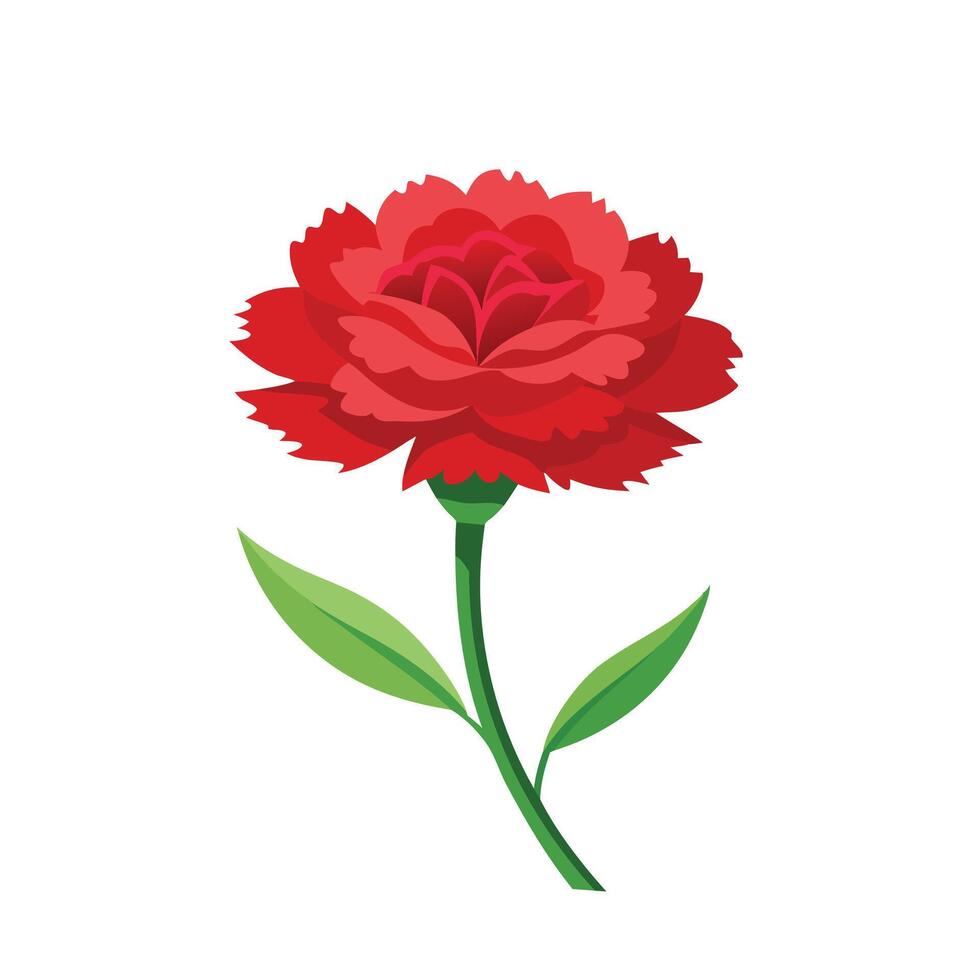 Carnation flower isolated flat illustration on white background vector