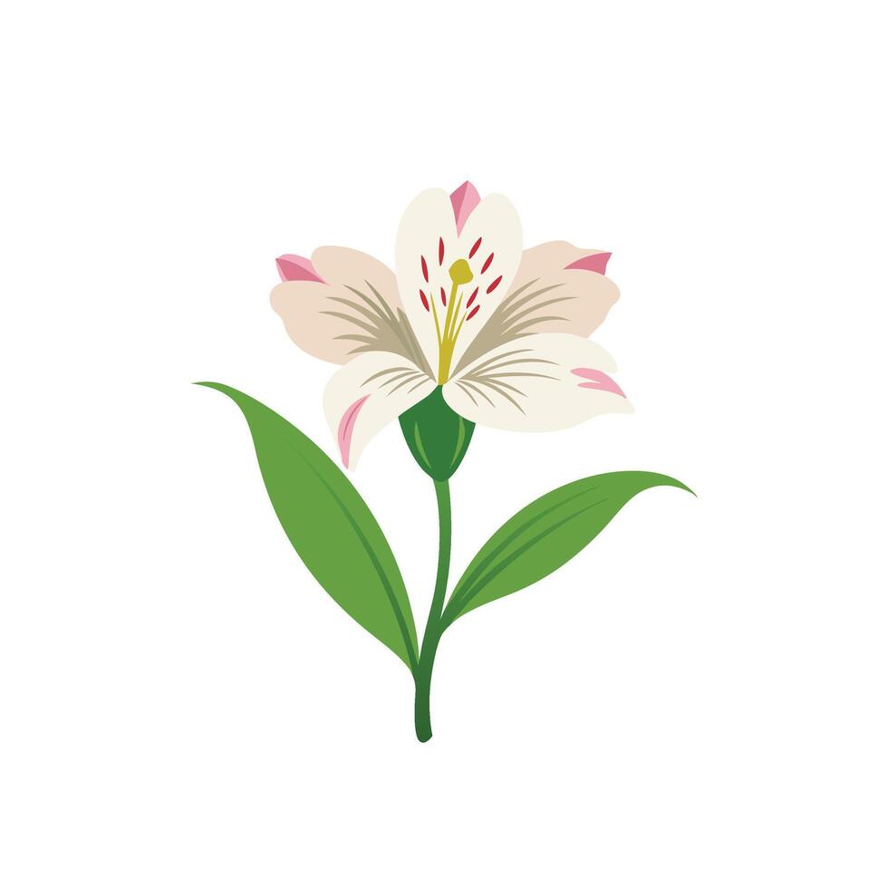Alstroemeria flower isolated flat illustration on white background vector