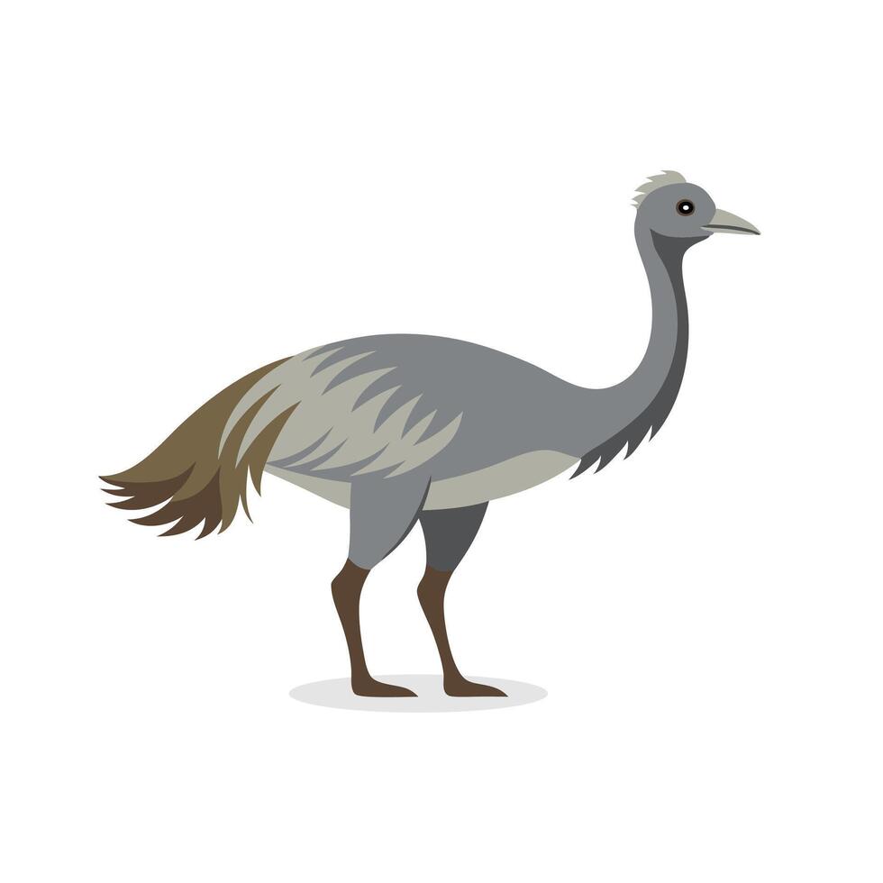 Emu isolated flat illustration on white background. vector
