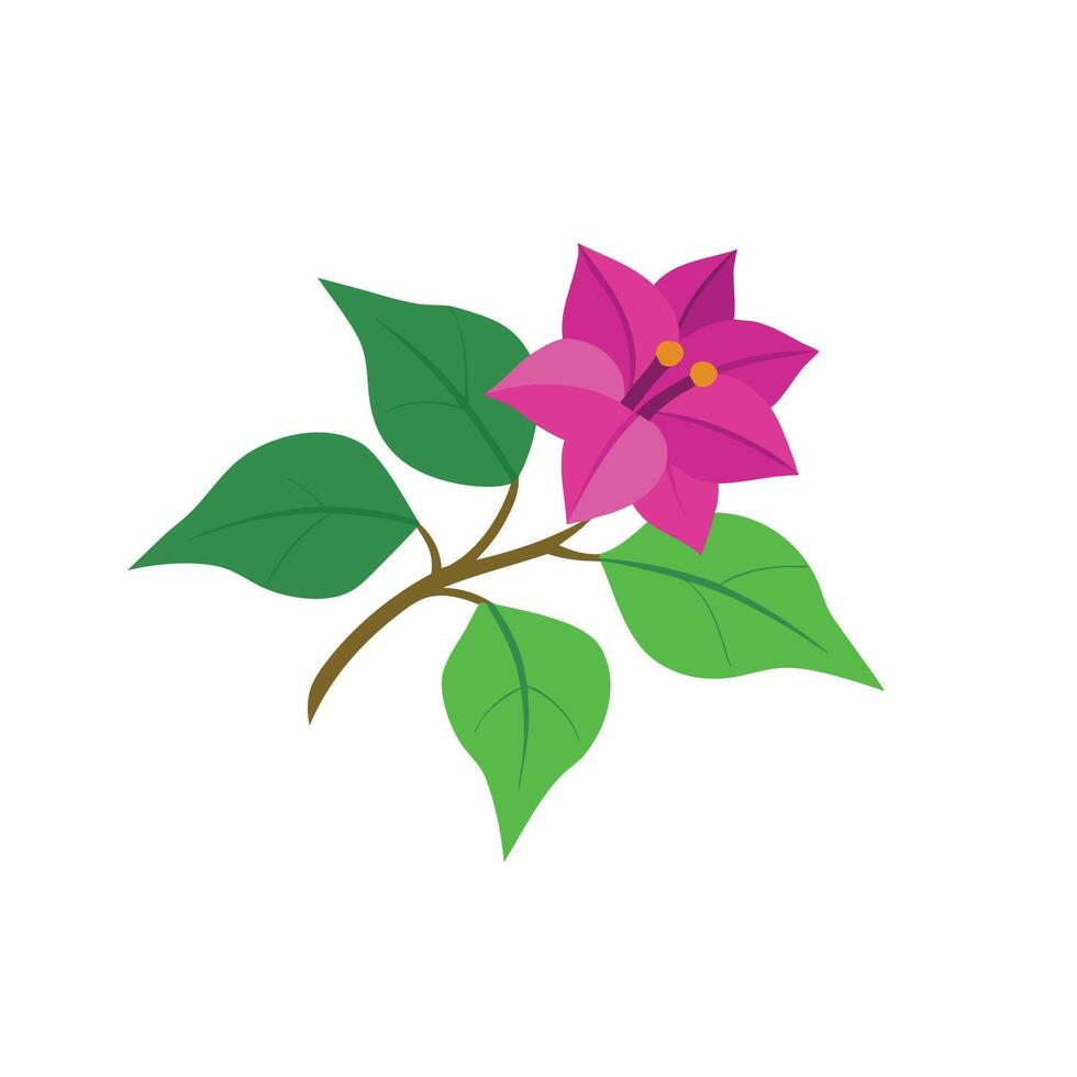 Bougainvillea flower isolated flat illustration on white background. vector