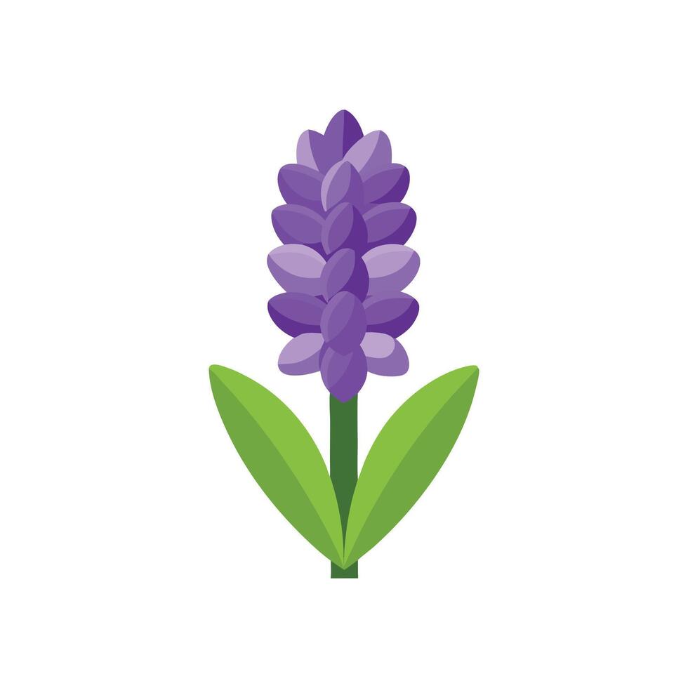Hyacinth flower isolated flat illustration on white background vector