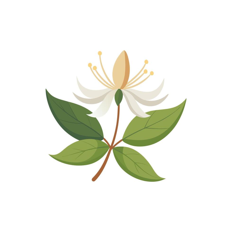 Honeysuckle flower isolated flat illustration on white background. vector