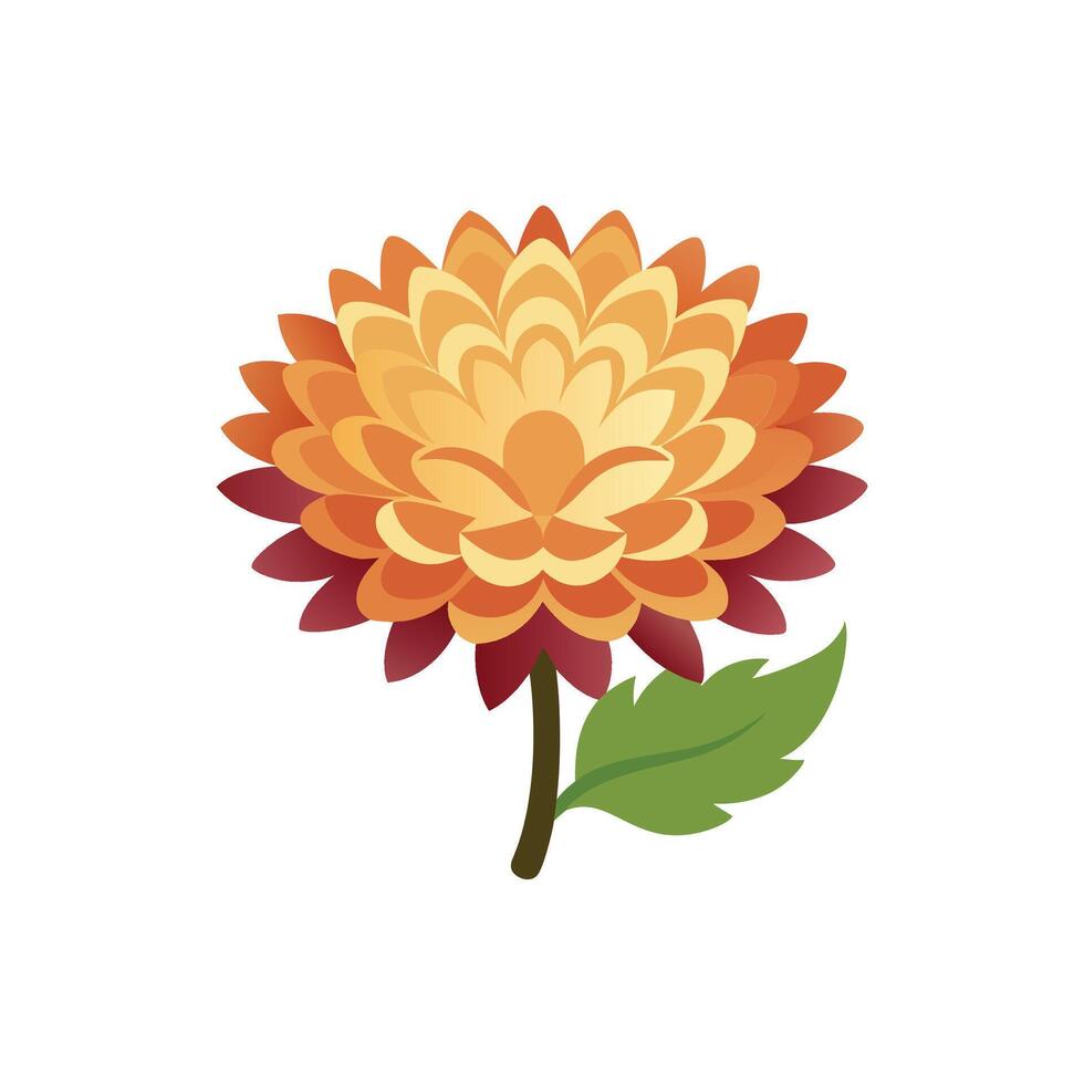 Chrysanthemum flower isolated flat illustration on white background. vector