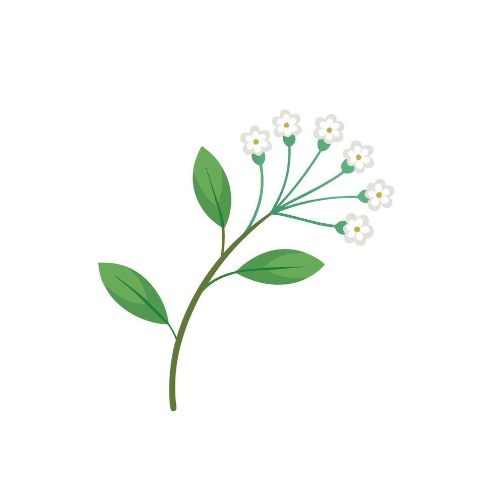 Baby Breath flower isolated flat illustration on white background vector