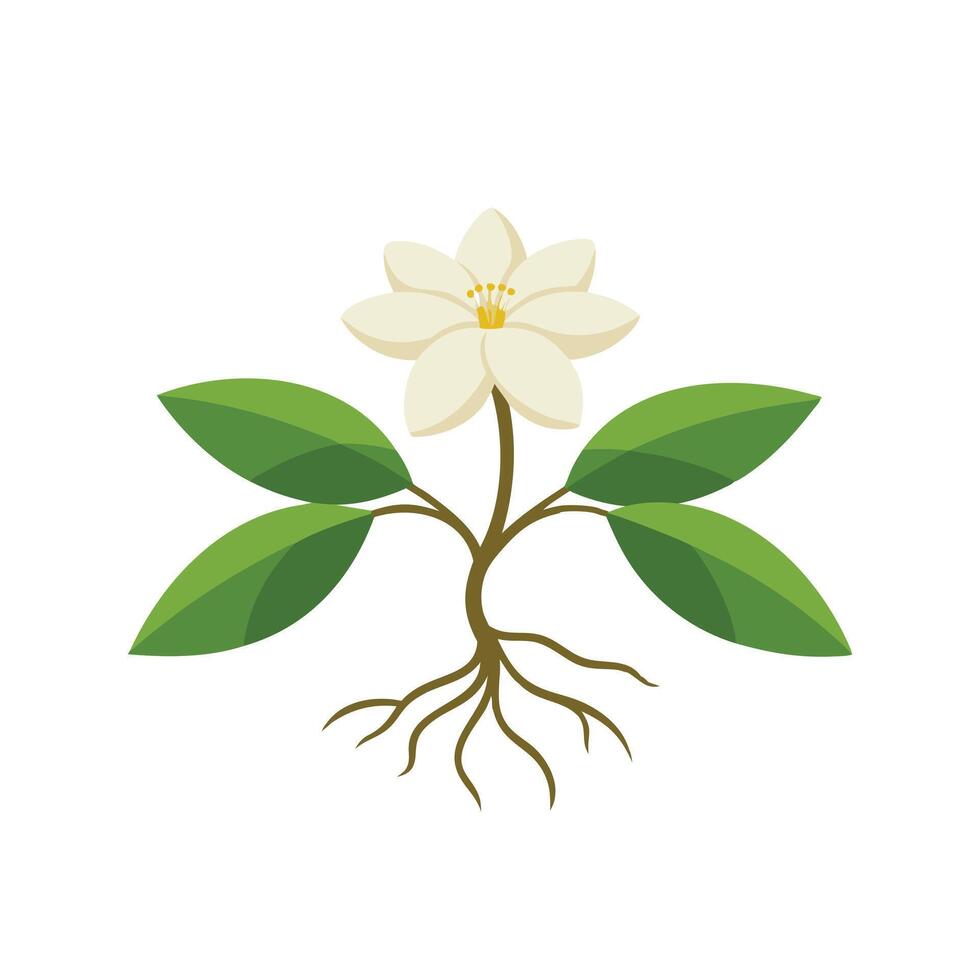 Jasmine flower with root isolated flat illustration on white background vector