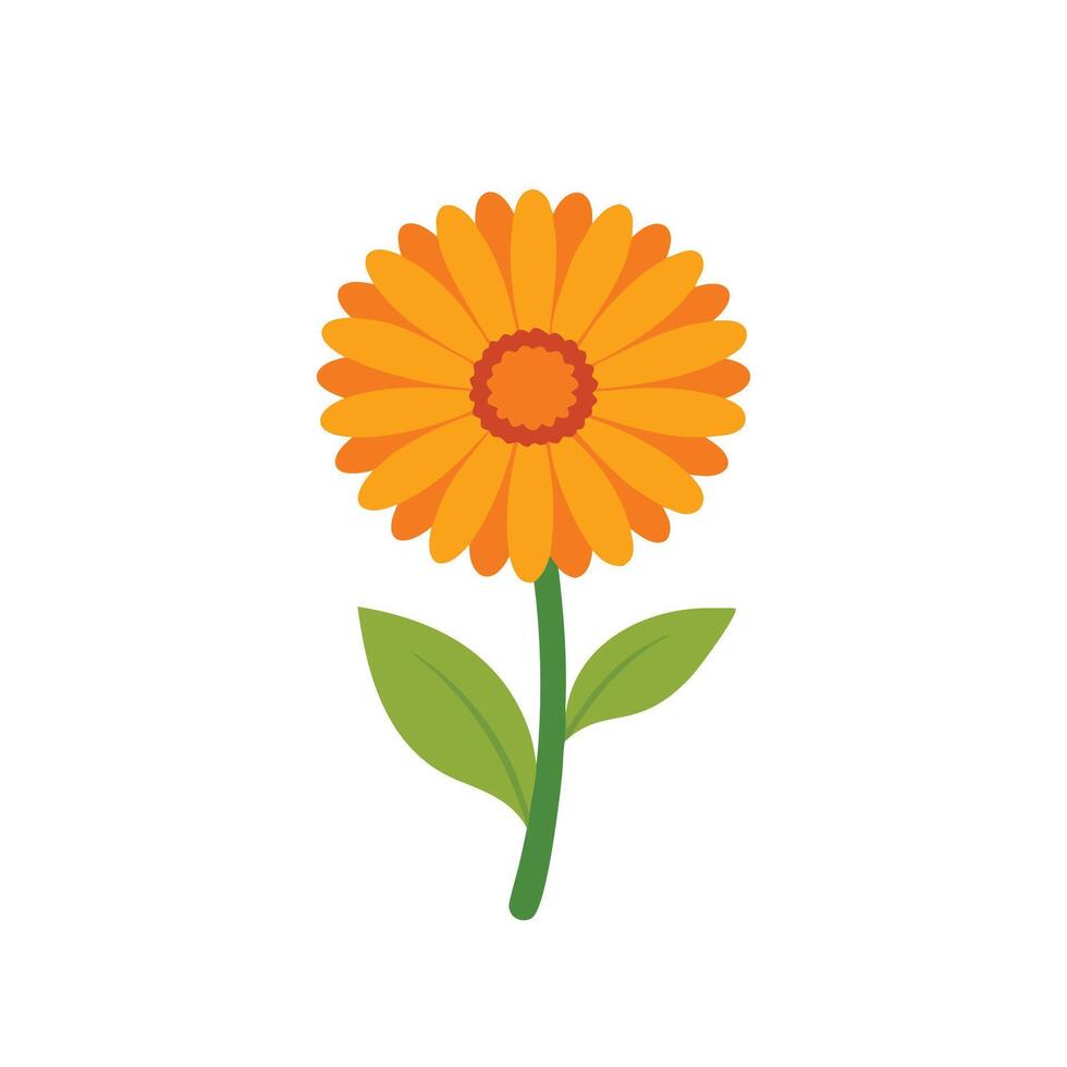 Calendula flower isolated flat illustration on white background vector