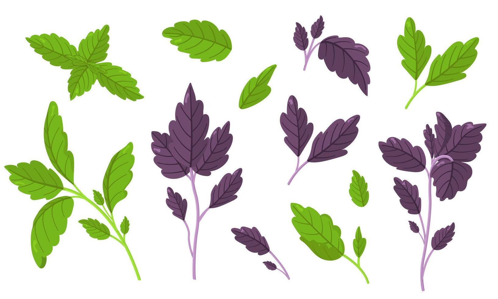illustration of colorful basil isolated on white background. Fresh Herbs Image. Universal icons for food and nature design. vector