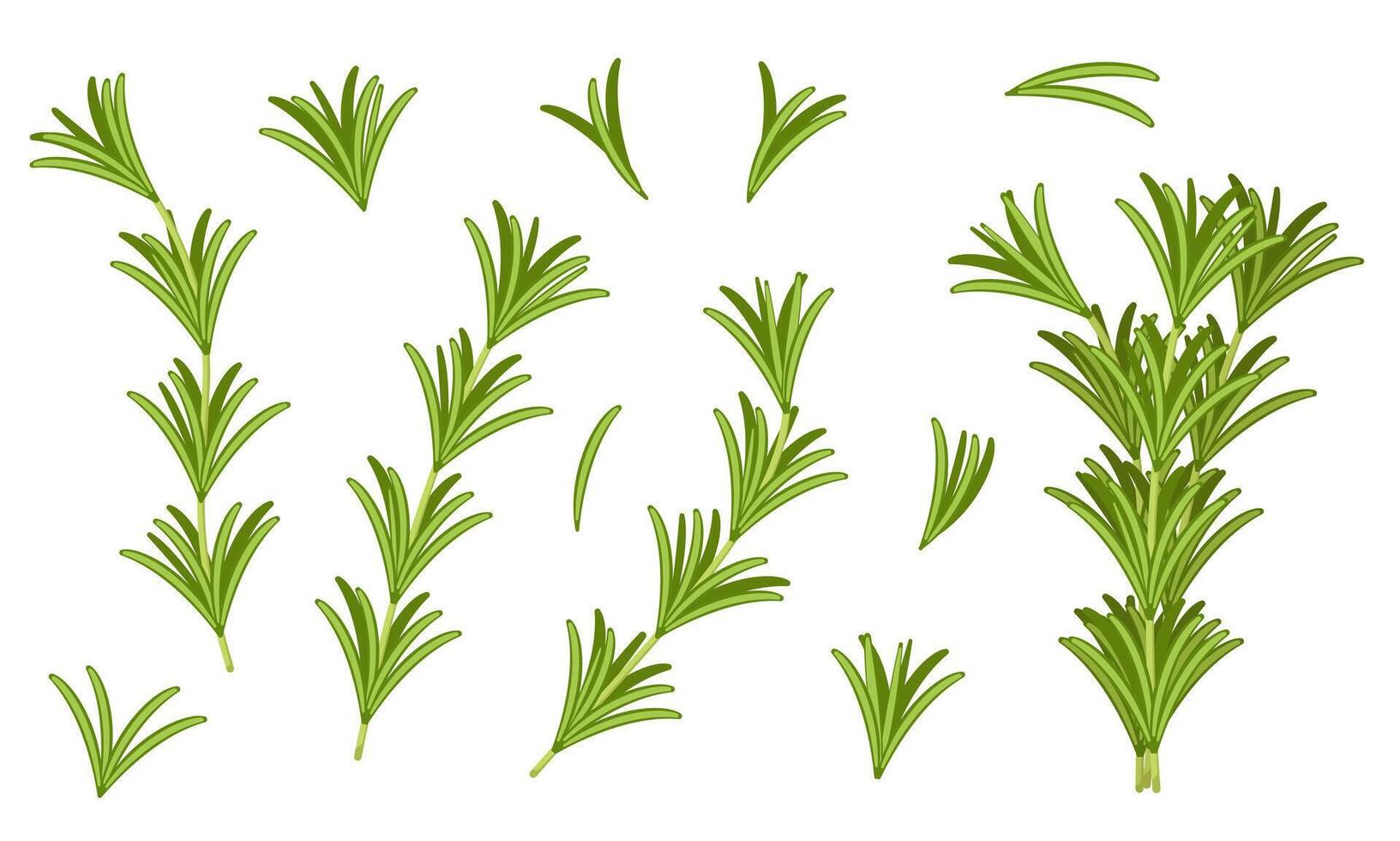 illustration of rosemary isolated on white background. Fresh Greenery Image. Pictures for packaging design and culinary products. vector