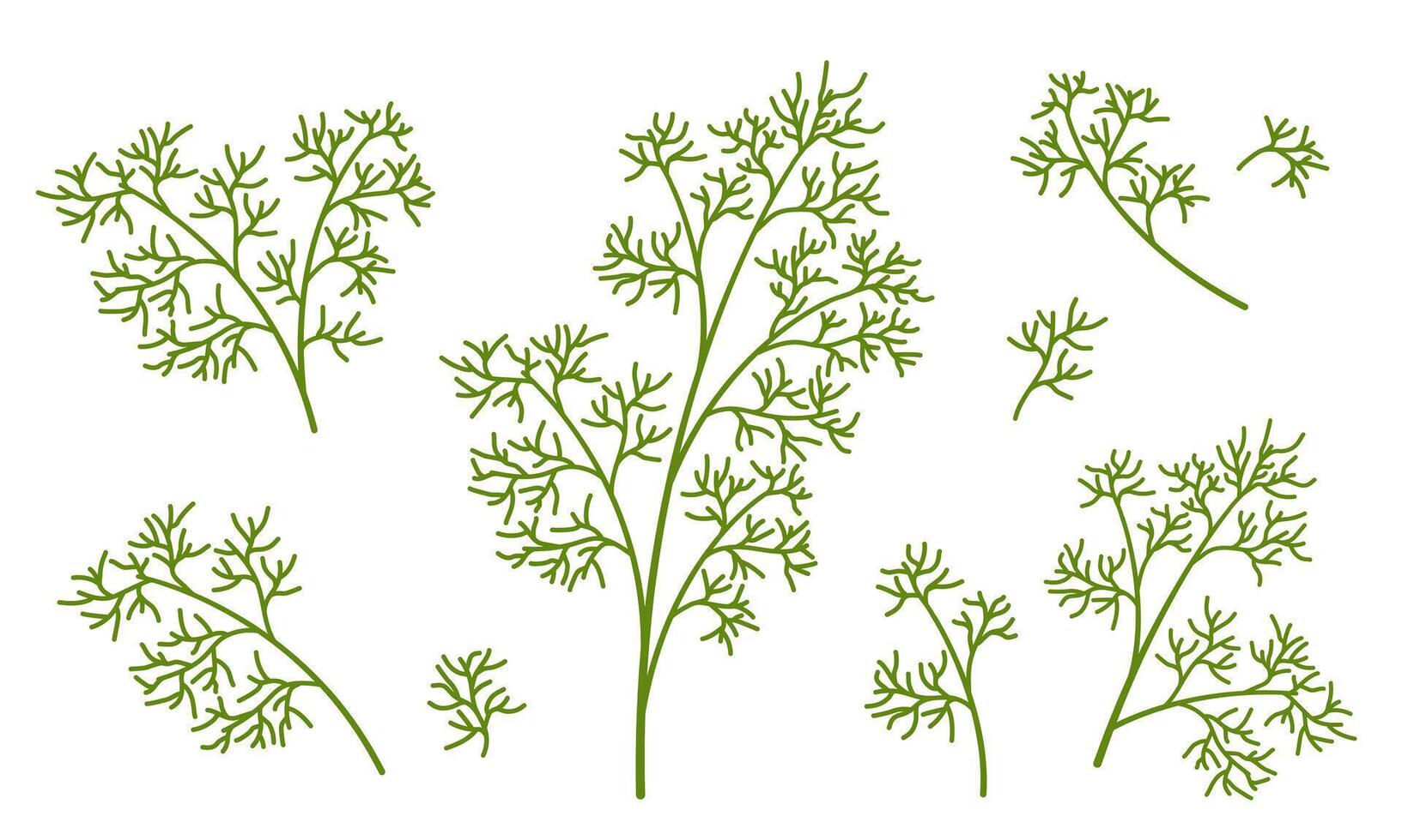 illustration of dill isolated on white background. Ecological product. Universal icons for food and nature design. Fresh Greens Image. vector