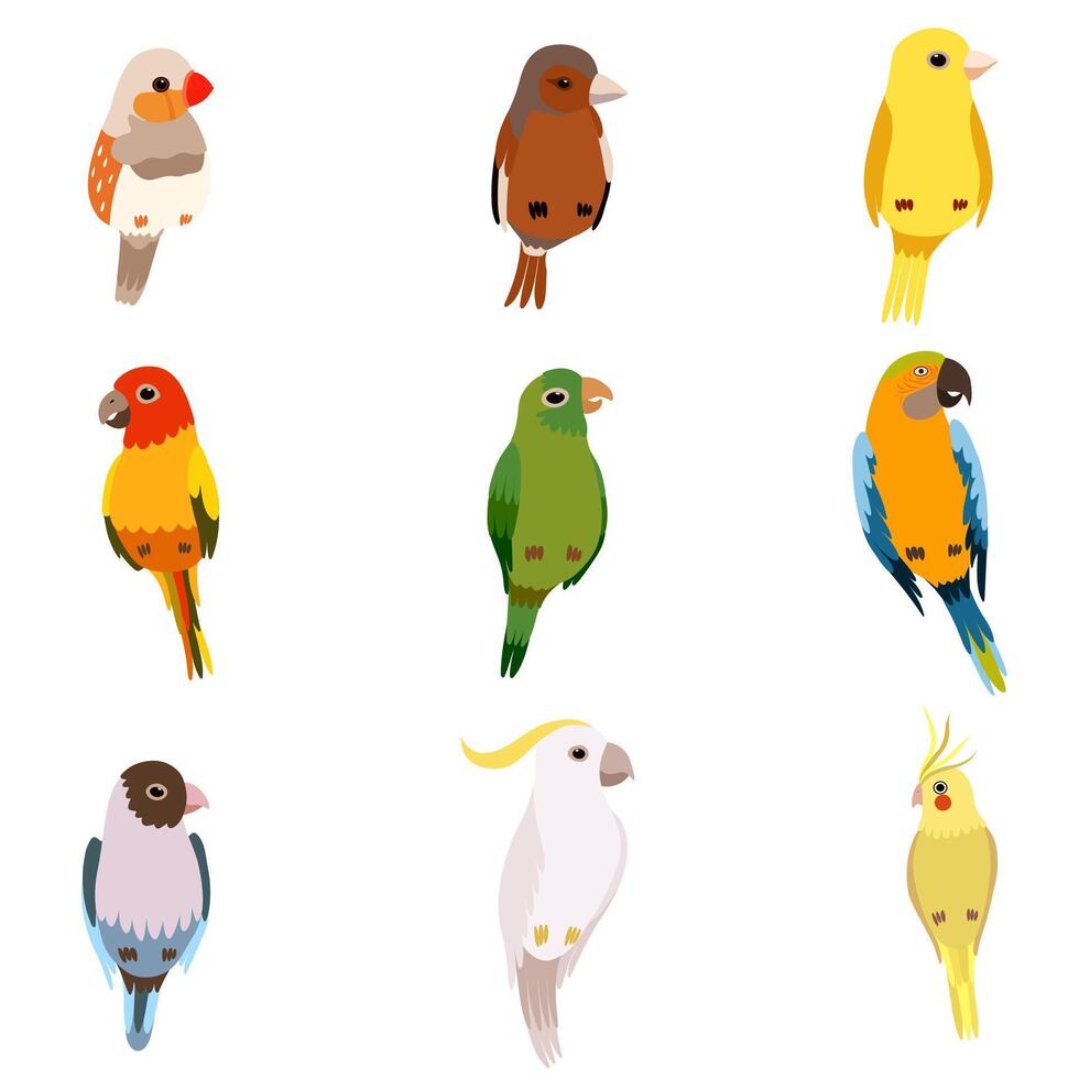 Little Birds Set, Amadin, Sparrow, Canary, Parrot, Cockatoo, Cute Home Pets Illustration vector