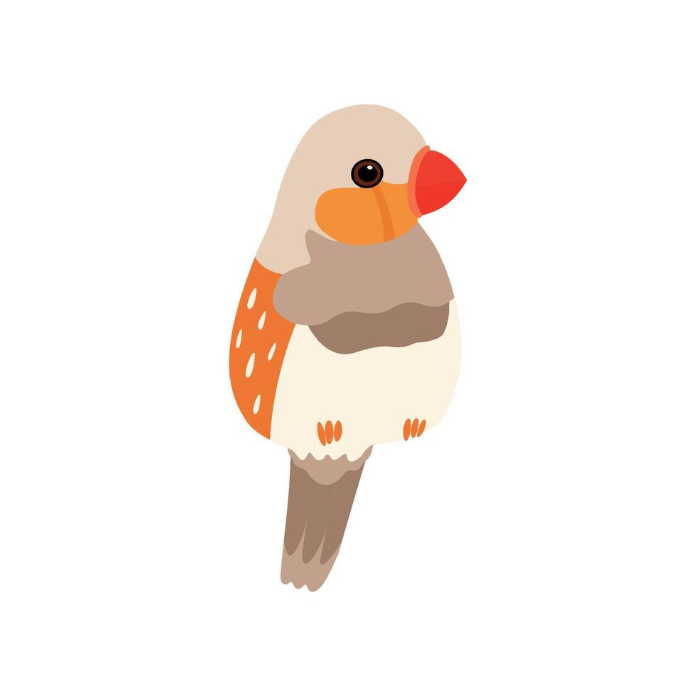 Little Amadin Bird, Cute Birdie Home Pet Illustration vector