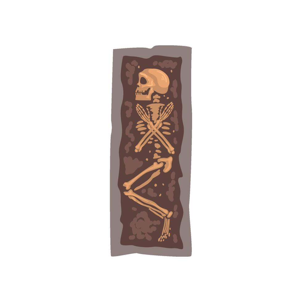 Human Body Skeleton Bones in Coffin, Archaeological Artifact Illustration vector