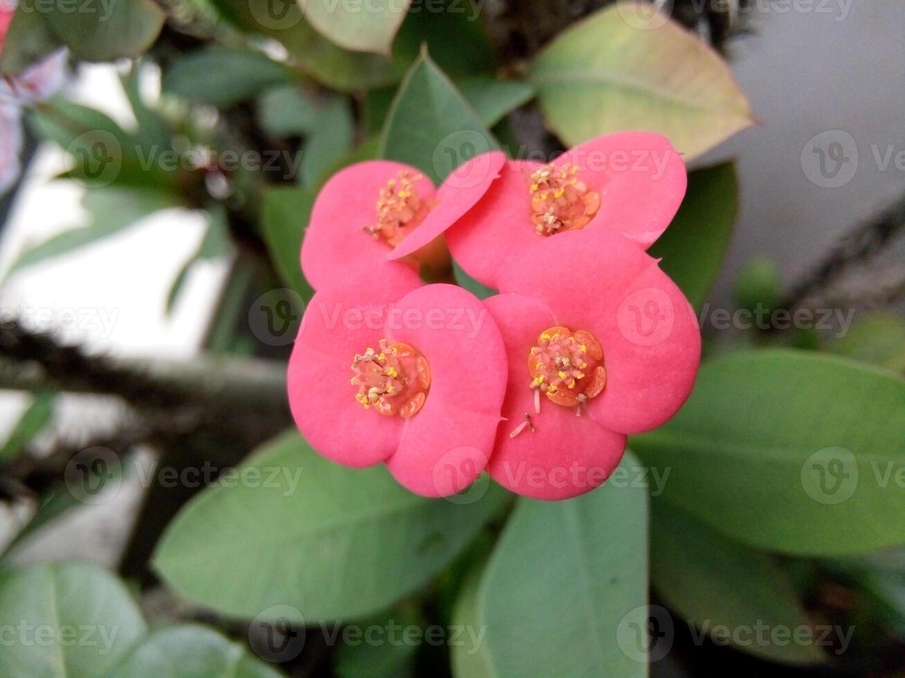 A close up of a plant with pink flowers photo