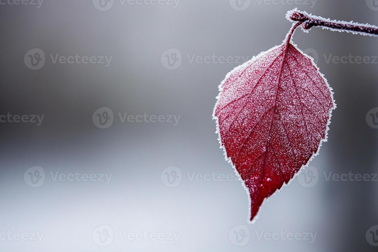 A red leaf is hanging from a branch photo