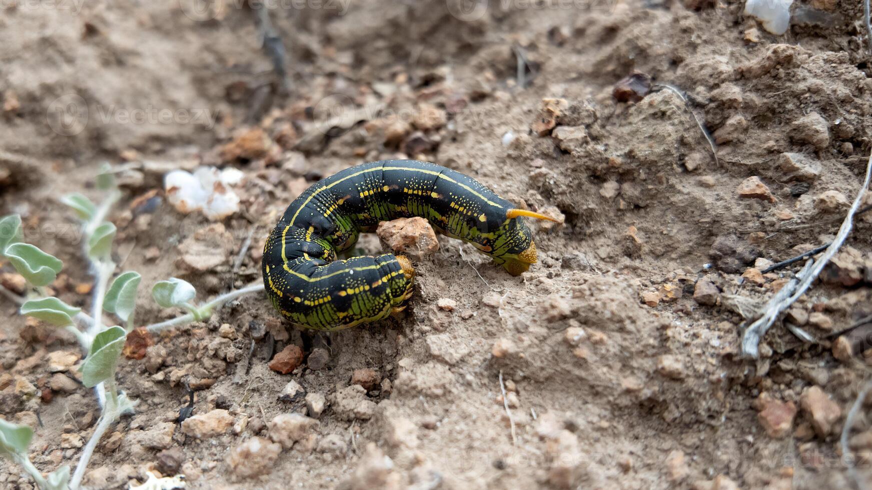 Caterpillar crawling on soil in natural habitat by a small plant in daylight photo