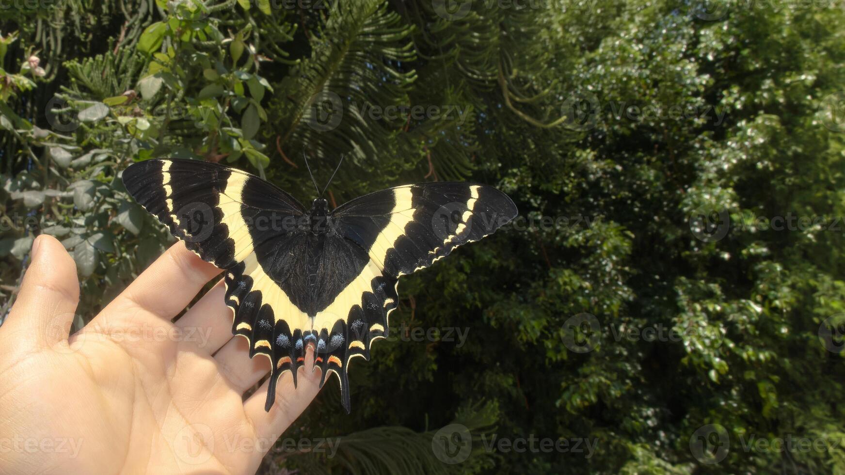 Giant butterfly perched on a hand in a lush green garden setting photo