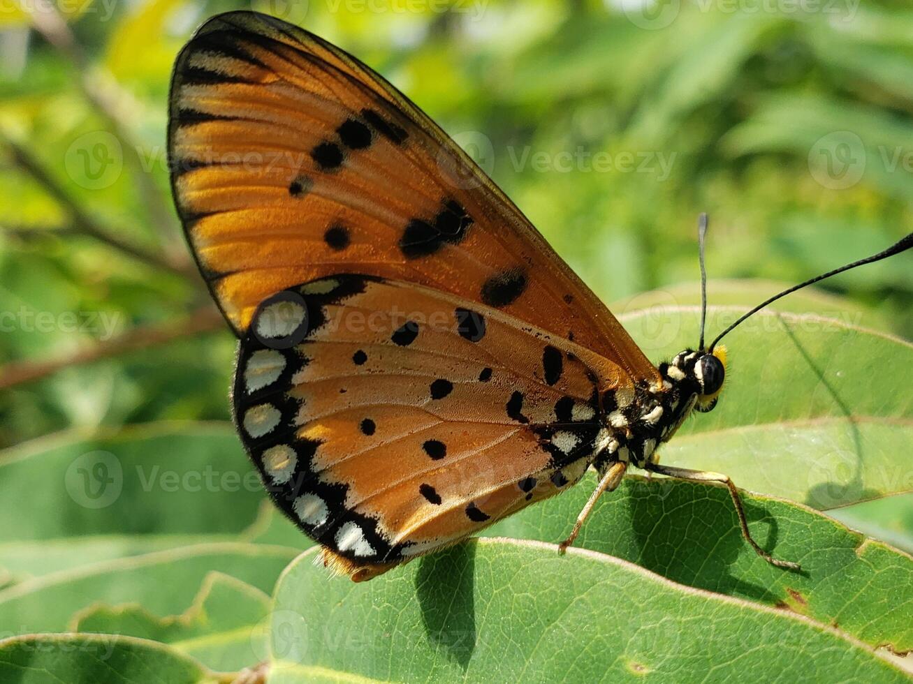 A butterfly with black spots on its wings is sitting on a leaf photo