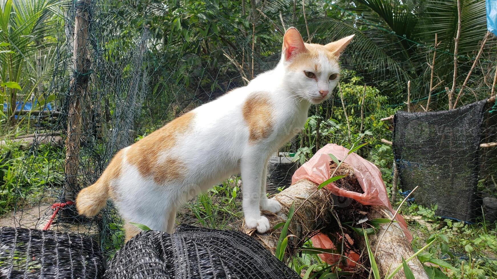 A cat standing on a log in a garden photo
