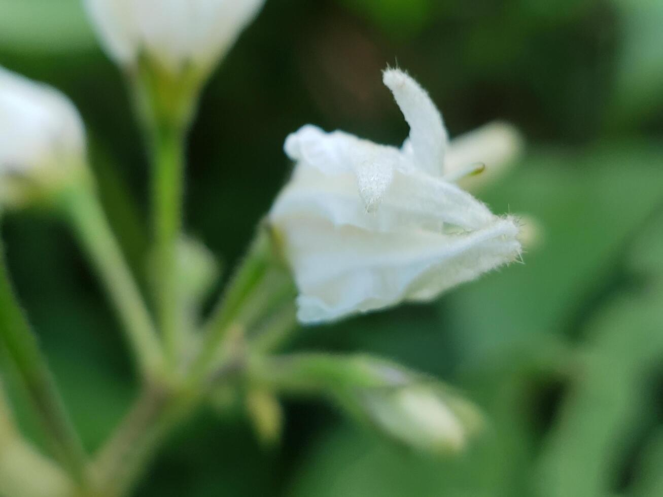 White Flower Bud Close-up with Green Background photo
