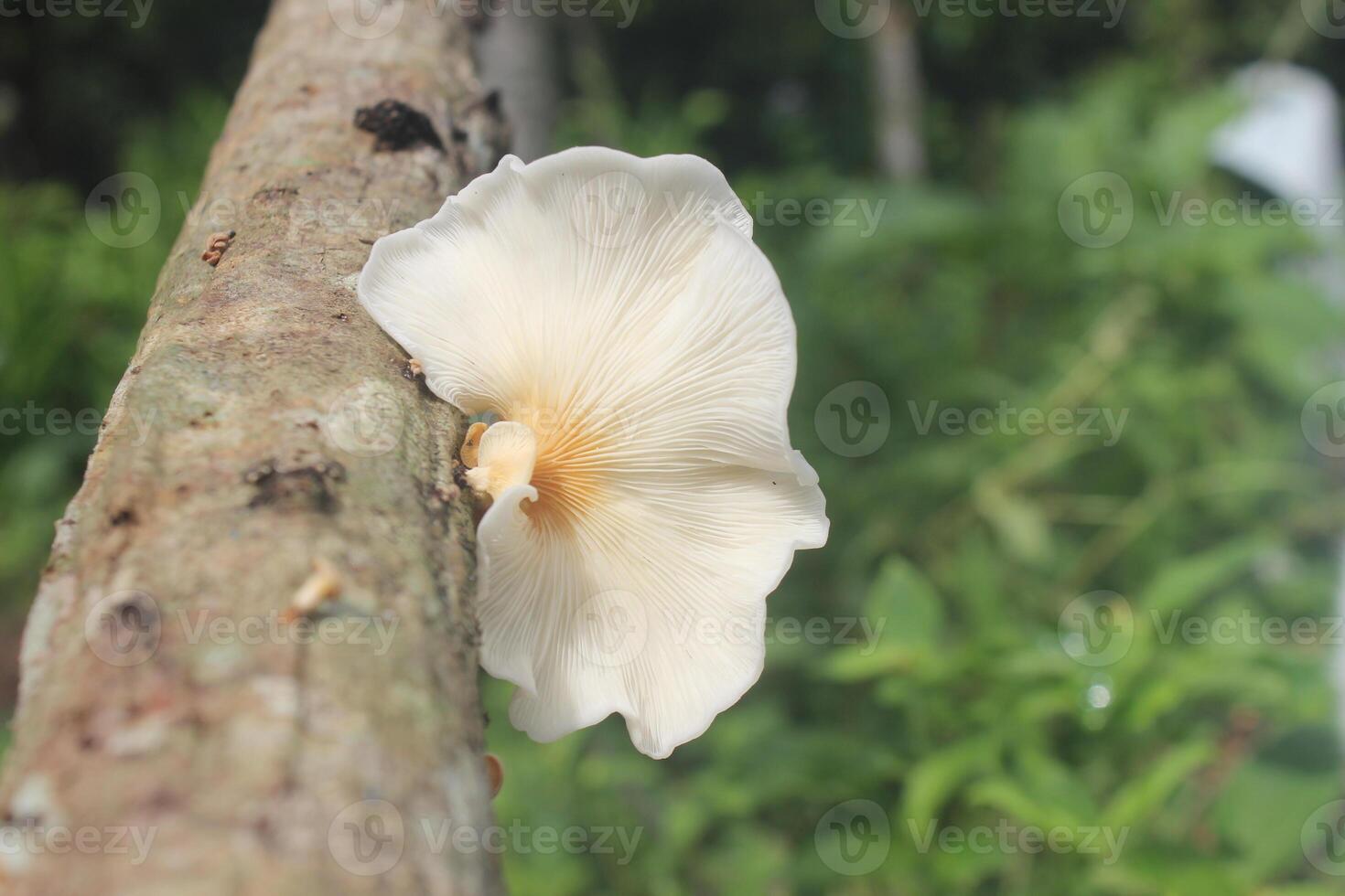 A mushroom growing on a tree branch photo