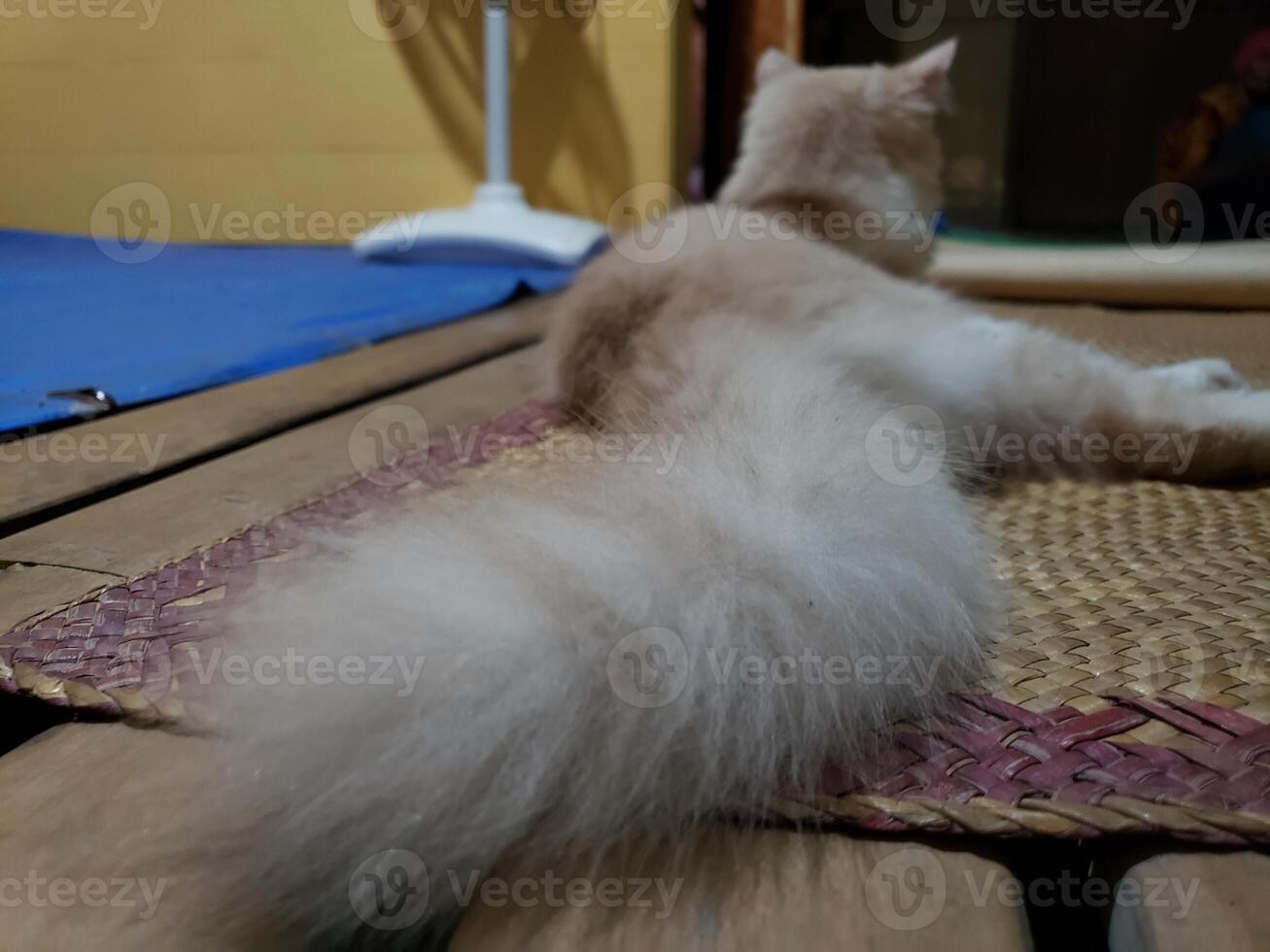 A cat laying on a mat on a wooden floor photo