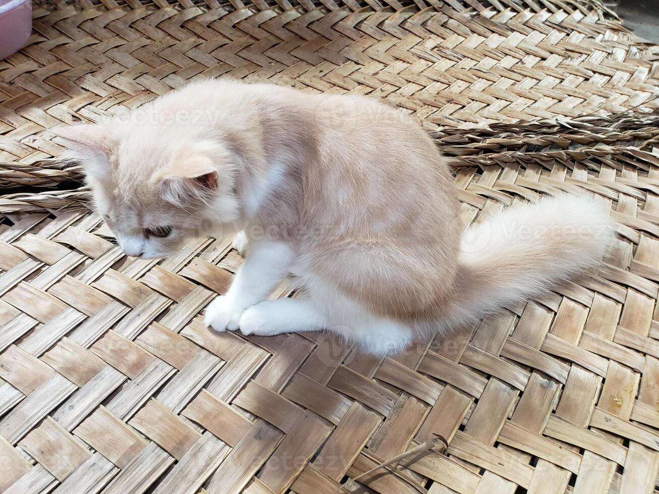 A cat sitting on a woven mat photo