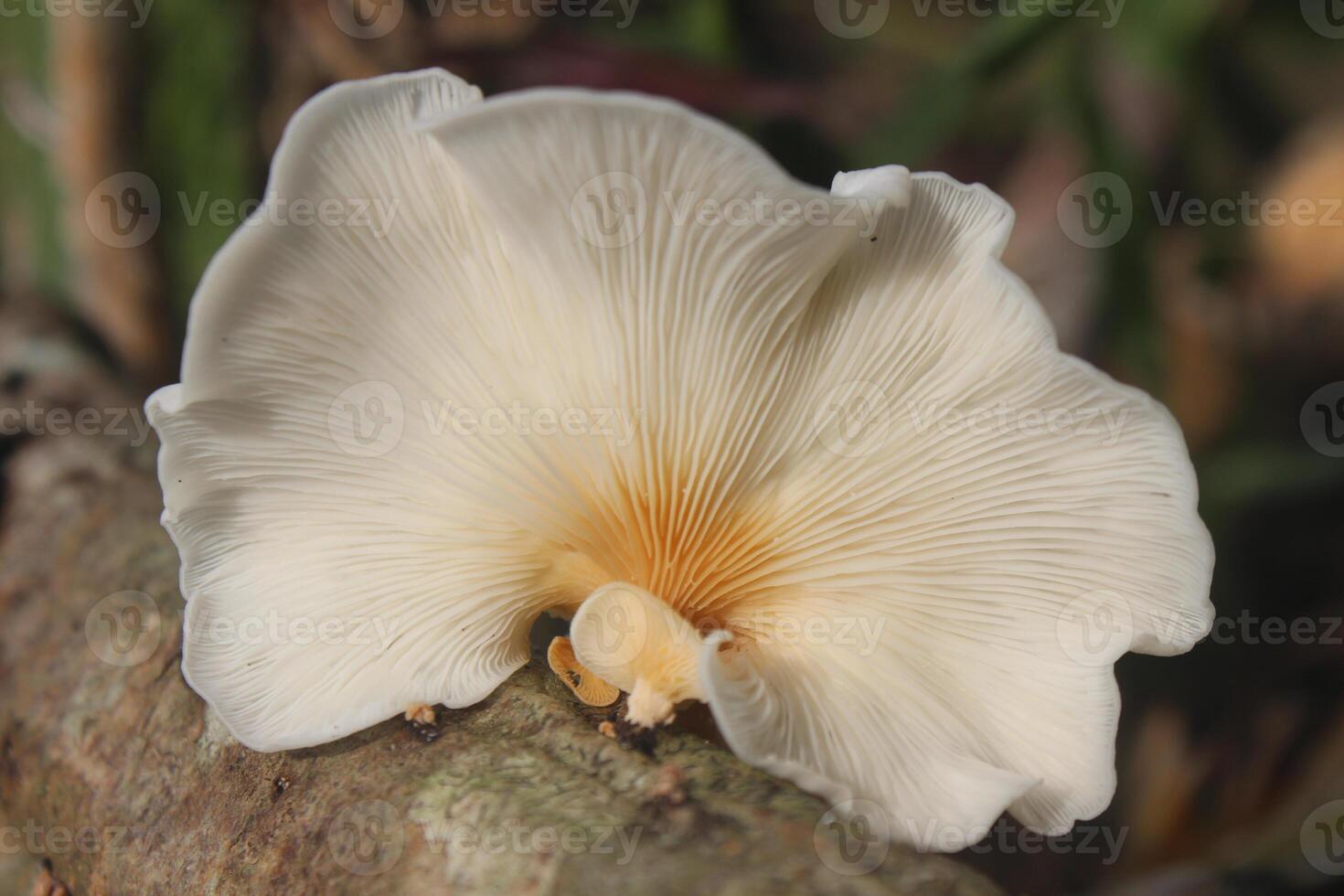 A white mushroom on a tree branch photo