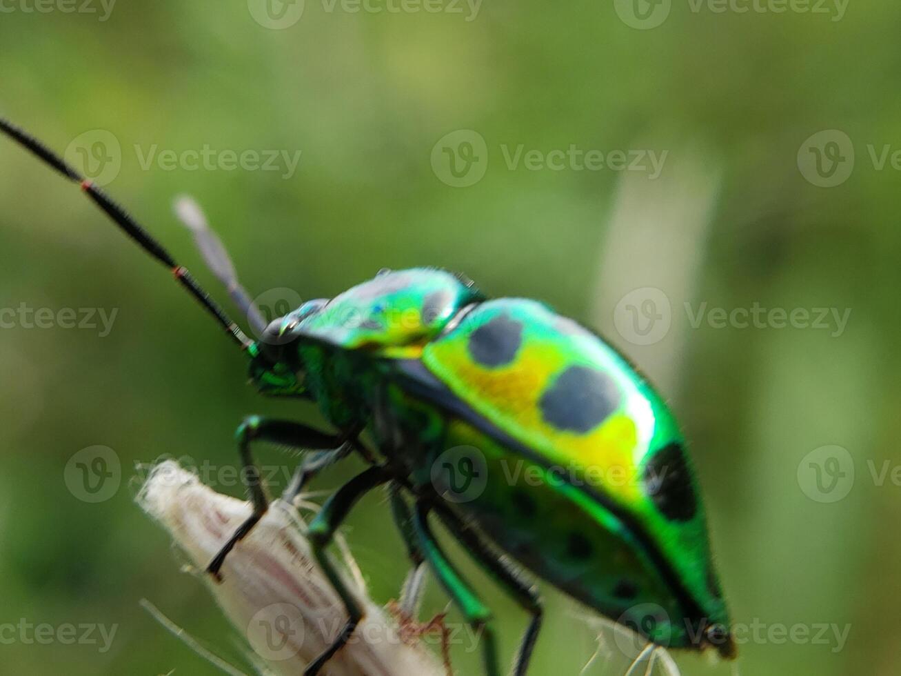 A green and black bug with black spots on it photo